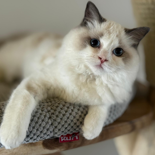 Foto van de poes