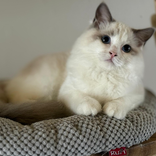 Foto van de poes