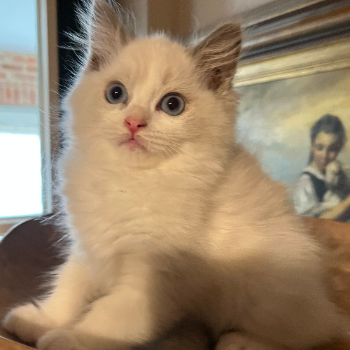 Foto van de poes