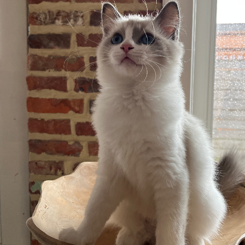 Foto van de poes