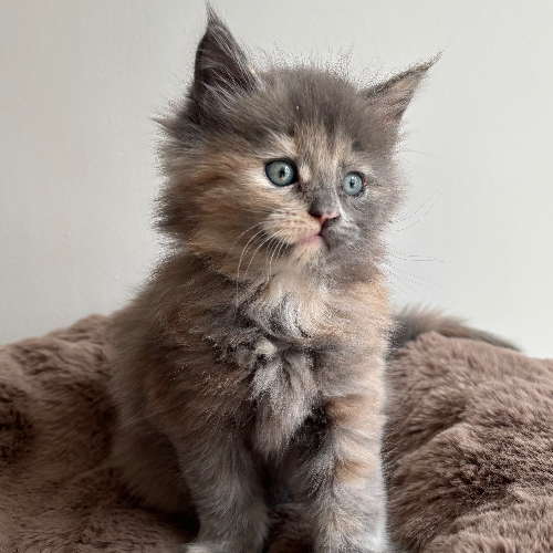 Foto van de poes
