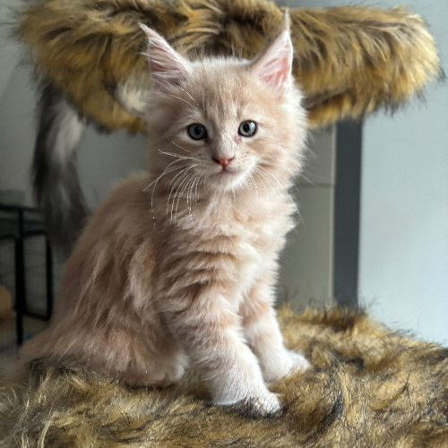 Foto van de poes