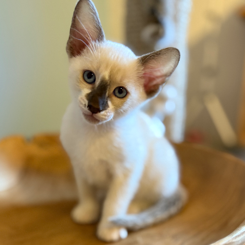 Foto van de poes