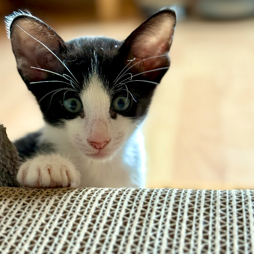 Foto van de poes