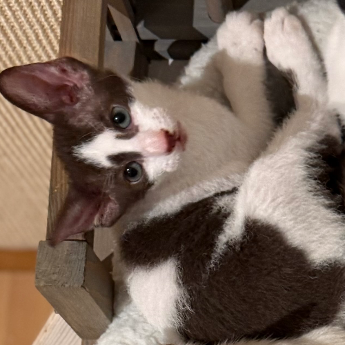 Foto van de poes