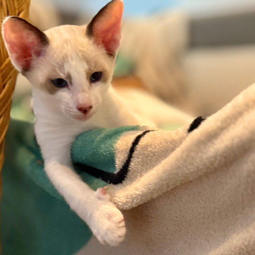 Foto van de poes