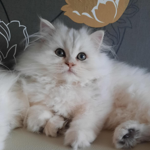 Foto van de poes