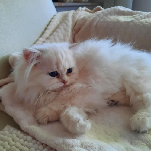 Foto van de poes