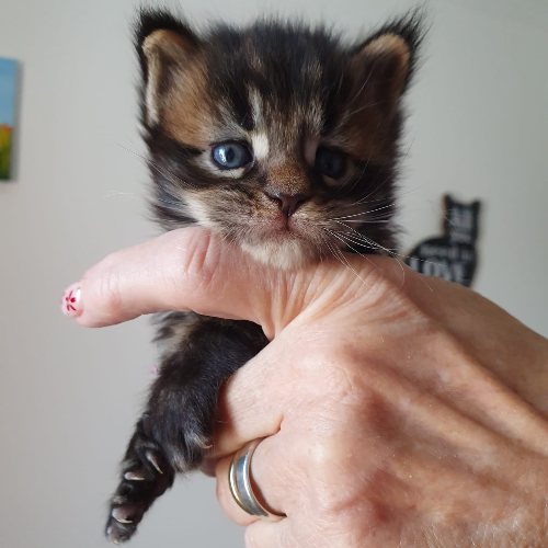 Foto van de poes