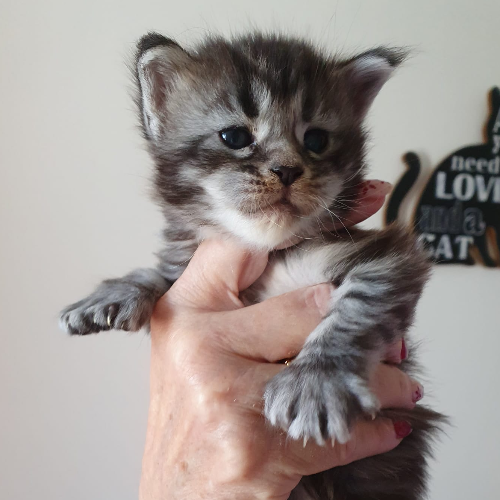 Foto van de poes