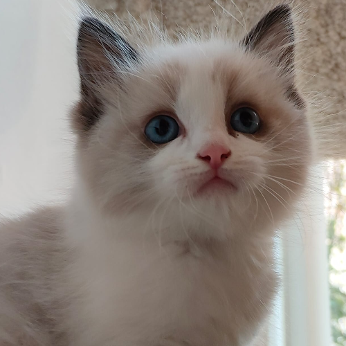 Foto van de poes