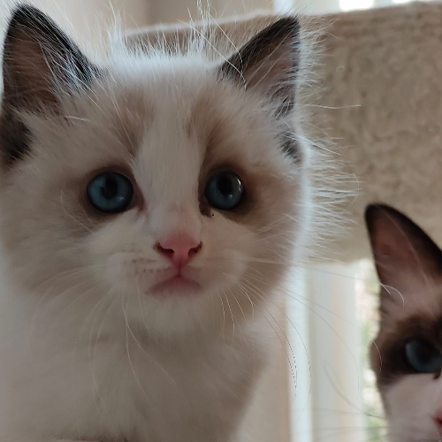 Foto van de poes