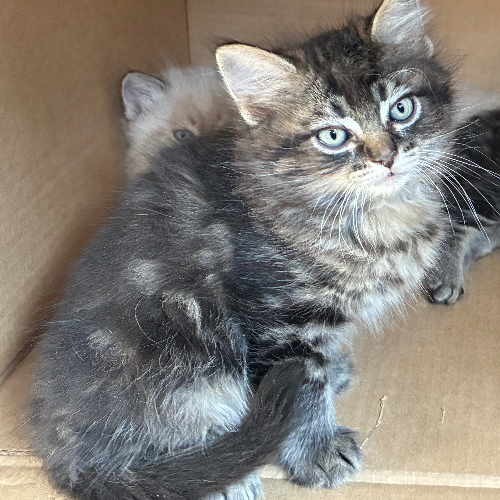 Foto van de poes