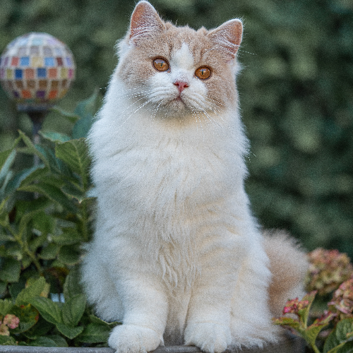 Foto van de poes