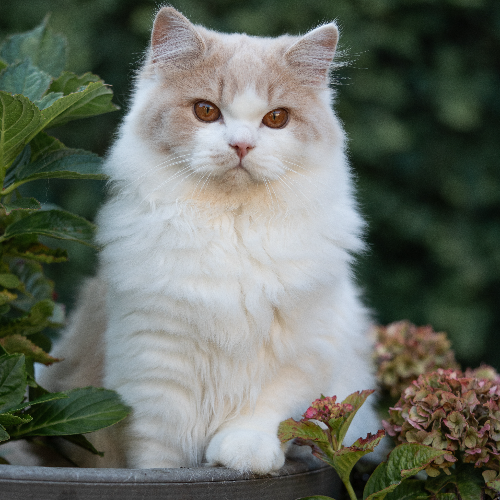 Foto van de poes