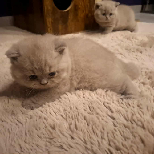 Foto van de poes