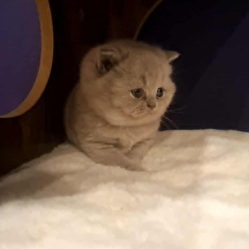 Foto van de poes