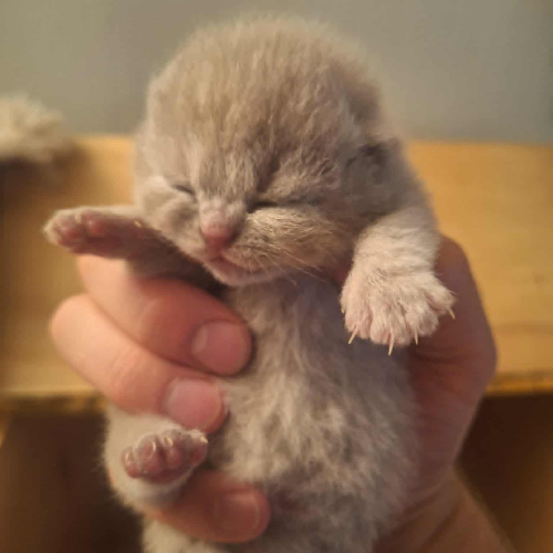 Foto van de poes