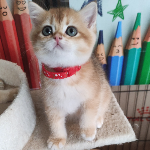 Foto van de poes