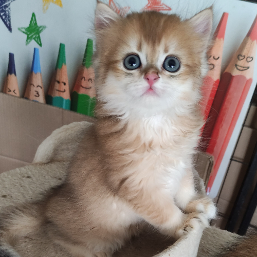 Foto van de poes