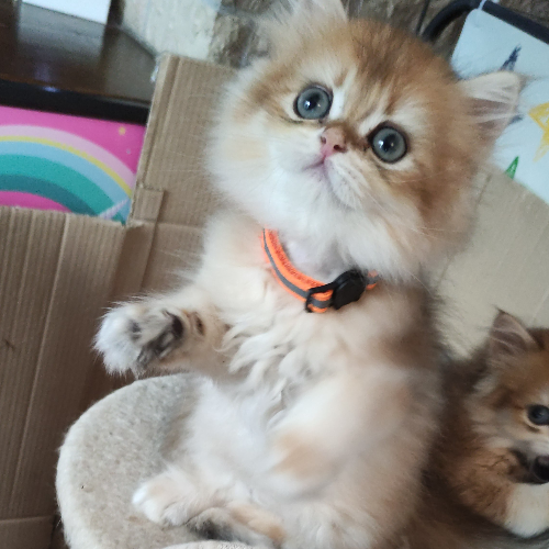 Foto van de poes
