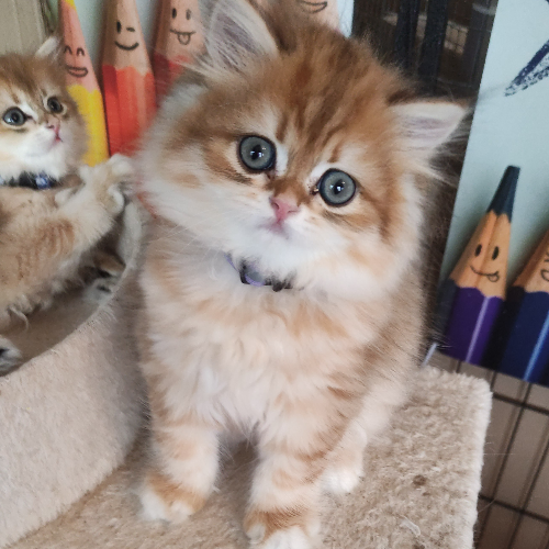Foto van de poes