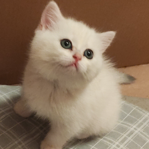 Foto van de poes