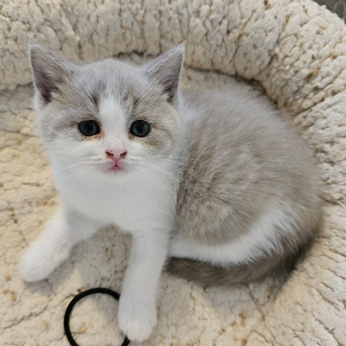 Foto van de poes