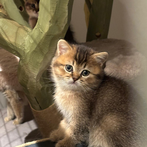 Foto van de poes