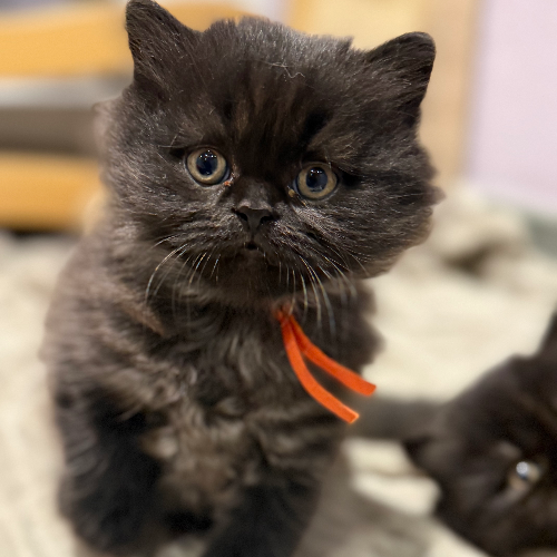 Foto van de poes