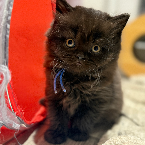 Foto van de poes