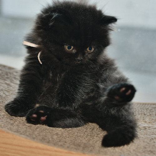 Foto van de poes