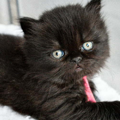 Foto van de poes
