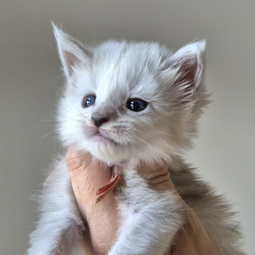 Foto van de poes