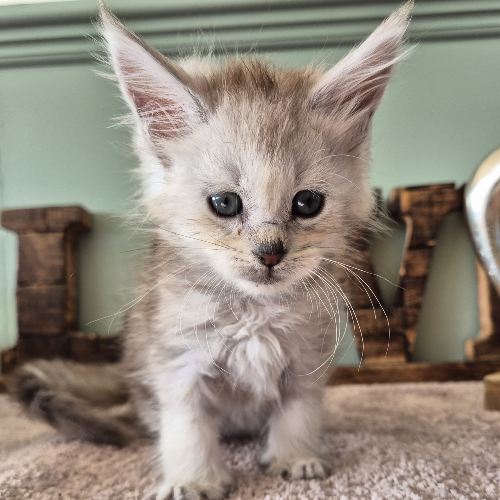 Foto van de poes