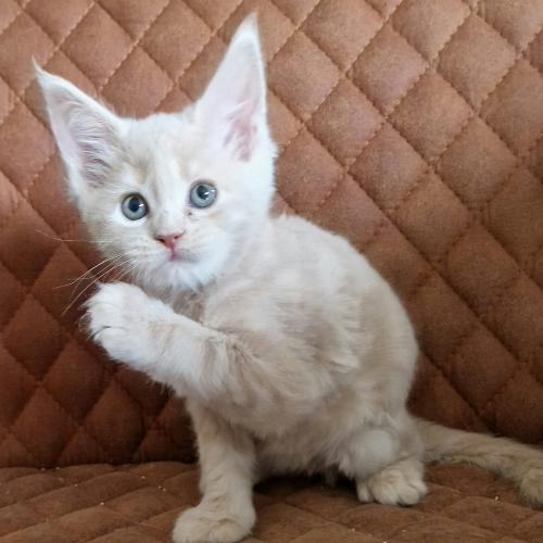 Foto van de poes