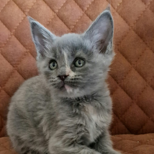 Foto van de poes