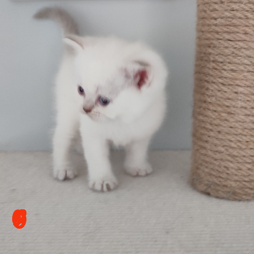 Foto van de poes