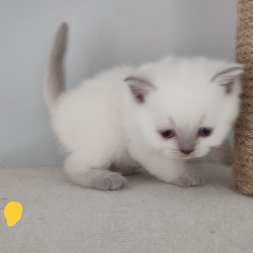 Foto van de poes