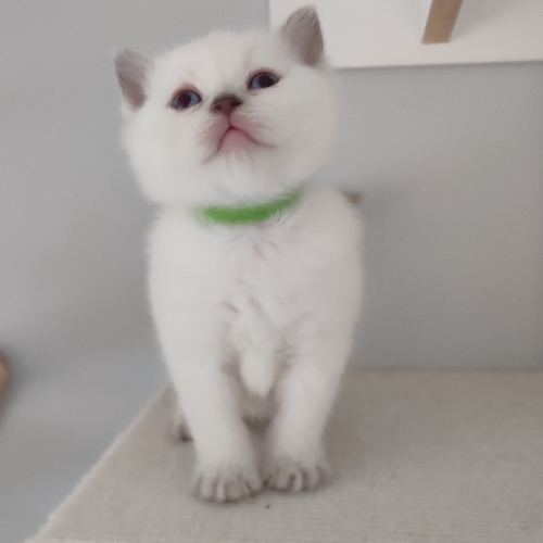 Foto van de poes