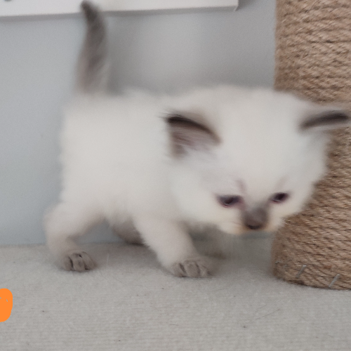 Foto van de poes