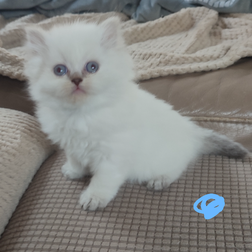 Foto van de poes