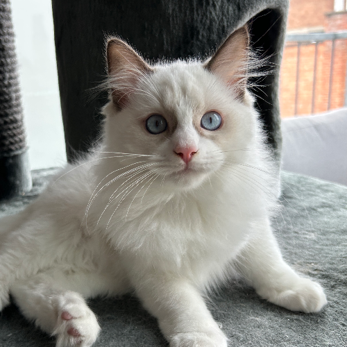 Foto van de poes