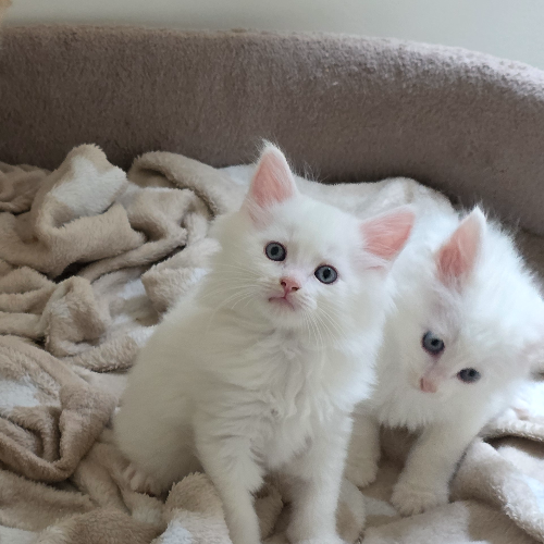 Foto van de poes