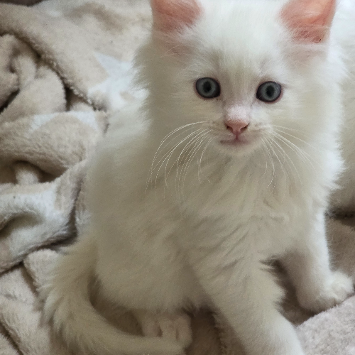 Foto van de poes