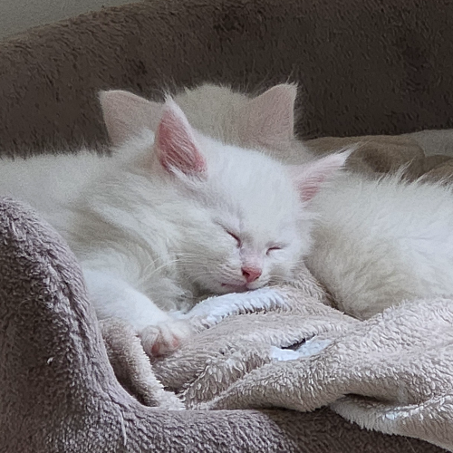 Foto van de poes