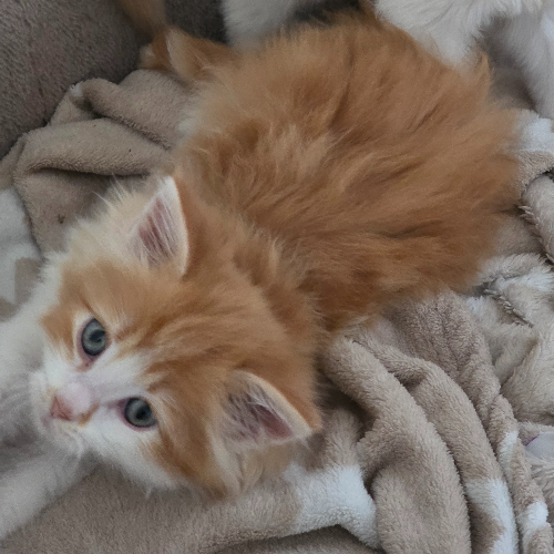 Foto van de poes