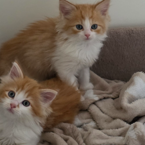 Foto van de poes