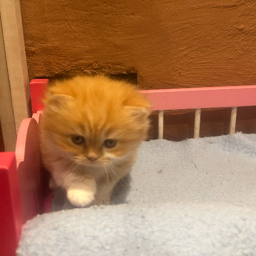 Foto van de poes