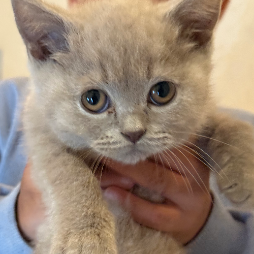 Foto van de poes